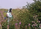 Invasive Weed Spraying