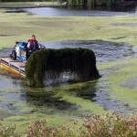 Canadian pondweed control