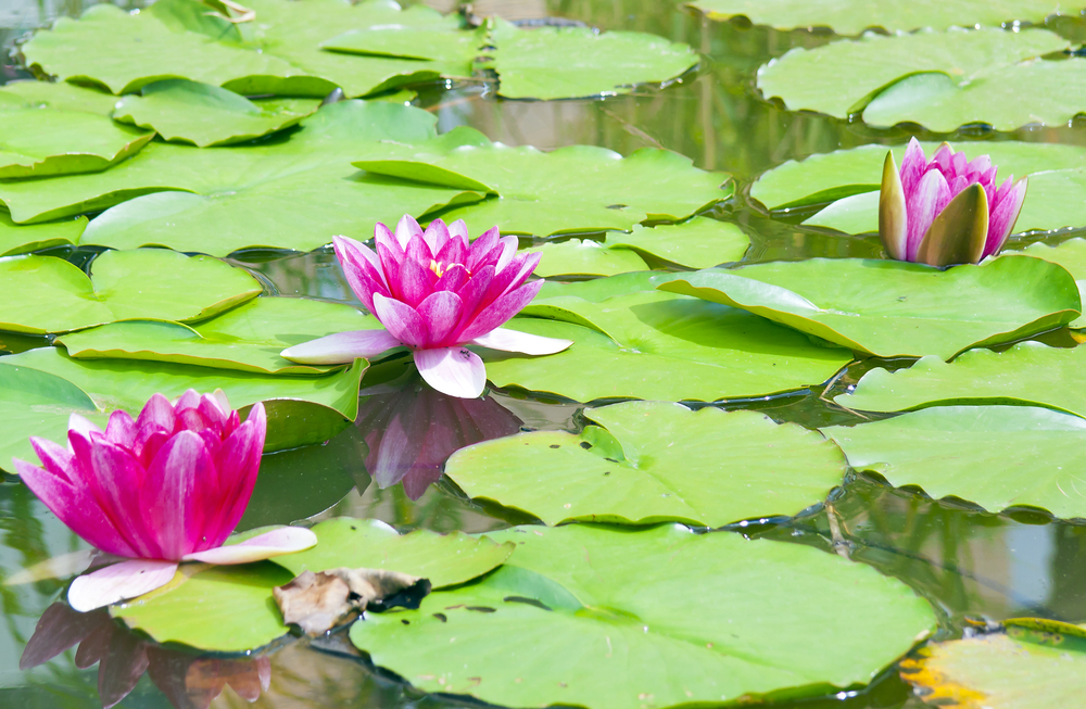 Water lilies grow vigorously during summer Aquatic Solutions