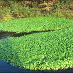 banned non native aquatic plant