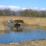 Reed beds being cut