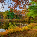 Clearing aquatic vegetation