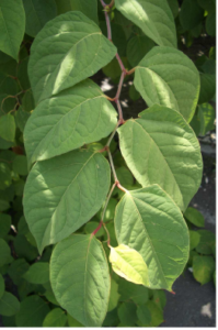 Identify Japanese Knotweed