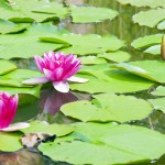 Water lilies may need control