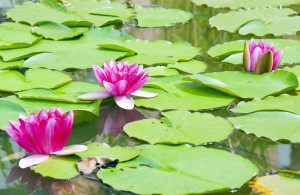 Water lilies may need control