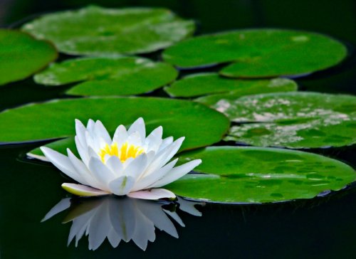 Water Lilies Overtaking Your Lake Or Pond Aquatic Solutions