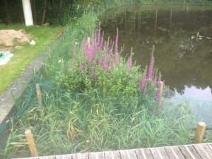 purple loosestrife protected by netting