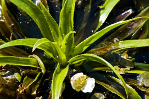 Water soldier