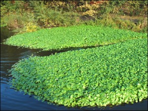 invasive aquatic plants like Floating Pennywort can cause problems in a water course 