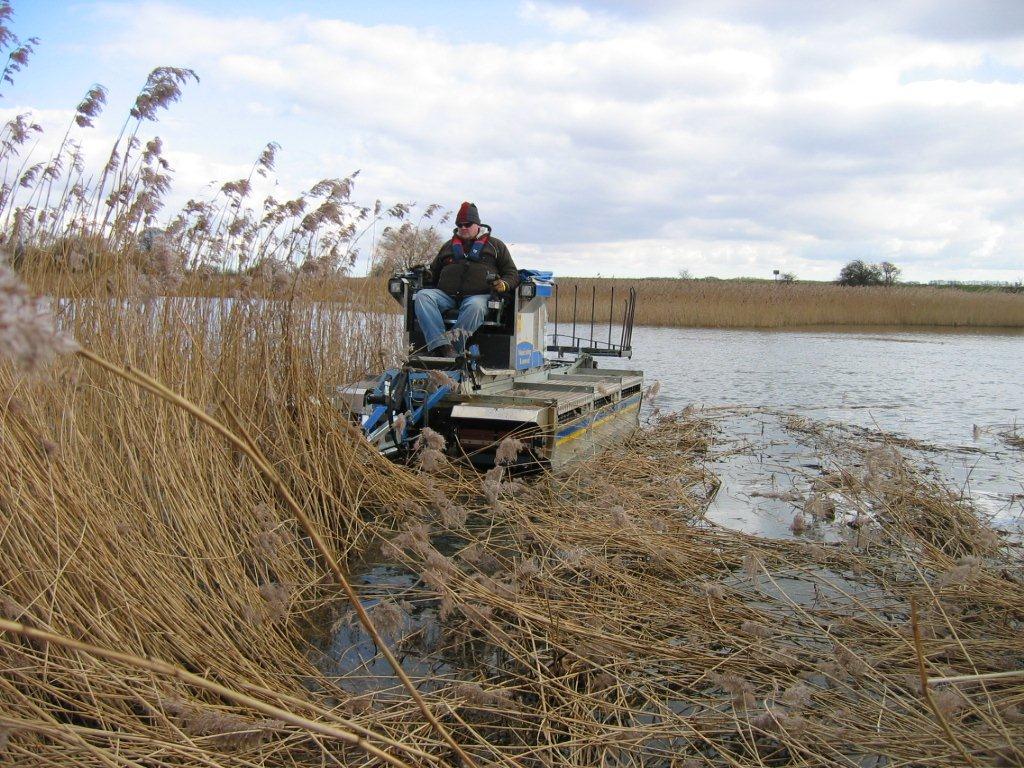 Reed bed manage, reed cutting, nature reserve maintenance