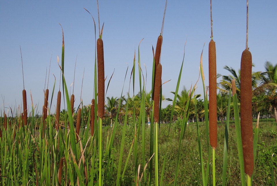 Bulrush control